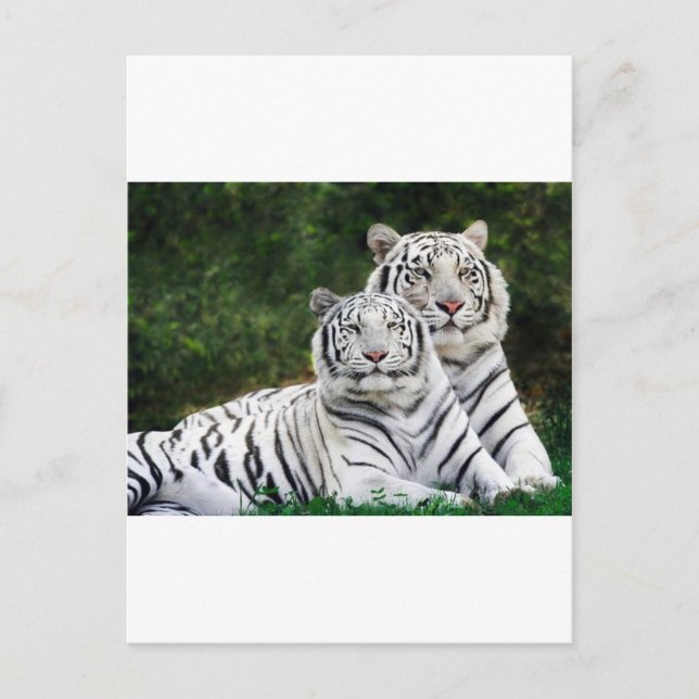 Tigerpaar Postkarte (Vorderseite)