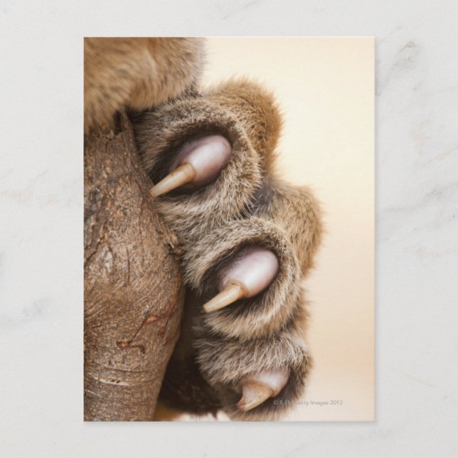 Tigerpfanne Postkarte (Vorderseite)