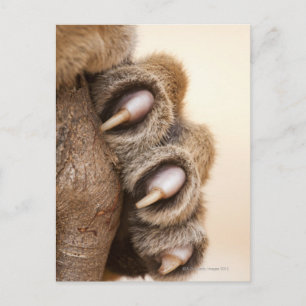 Tigerpfanne Postkarte