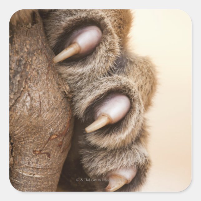 Tigerpfanne Quadratischer Aufkleber (Vorderseite)