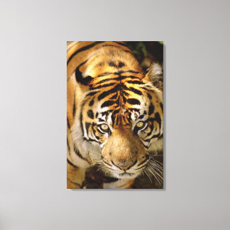 Tigerporträt Leinwanddruck