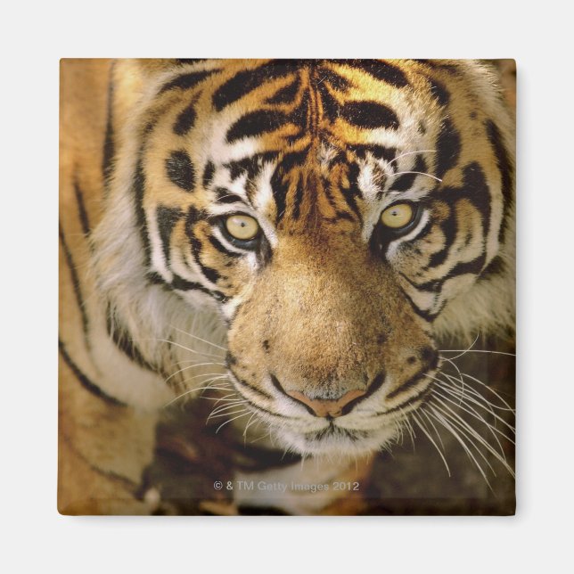 Tigerporträt Magnet (Vorne)