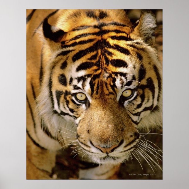 Tigerporträt Poster (Vorne)