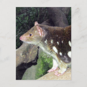 Tigerquoll gepunktet postkarte