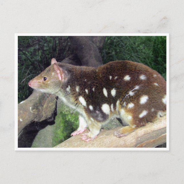 Tigerquoll Postkarte (Vorderseite)