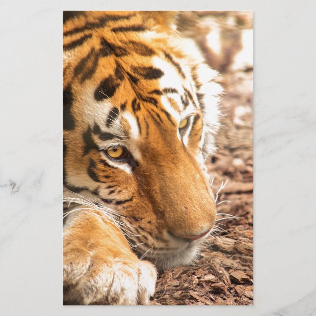 Tigerruhe (Vorderseite)