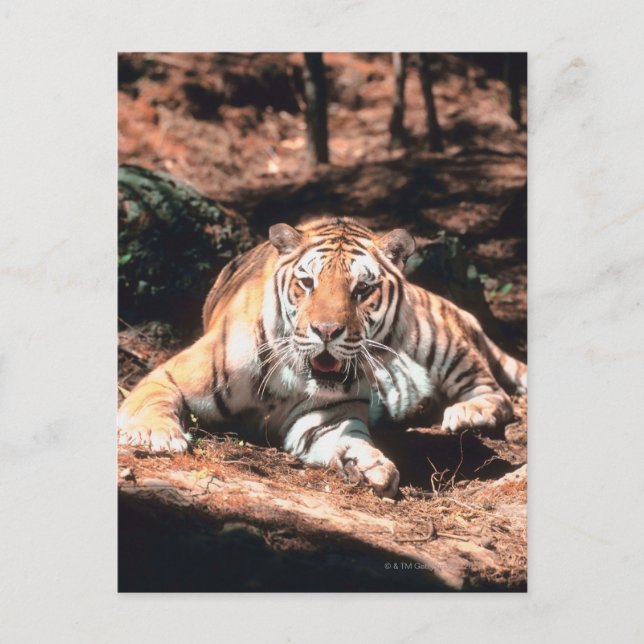 Tigerruhe Postkarte (Vorderseite)