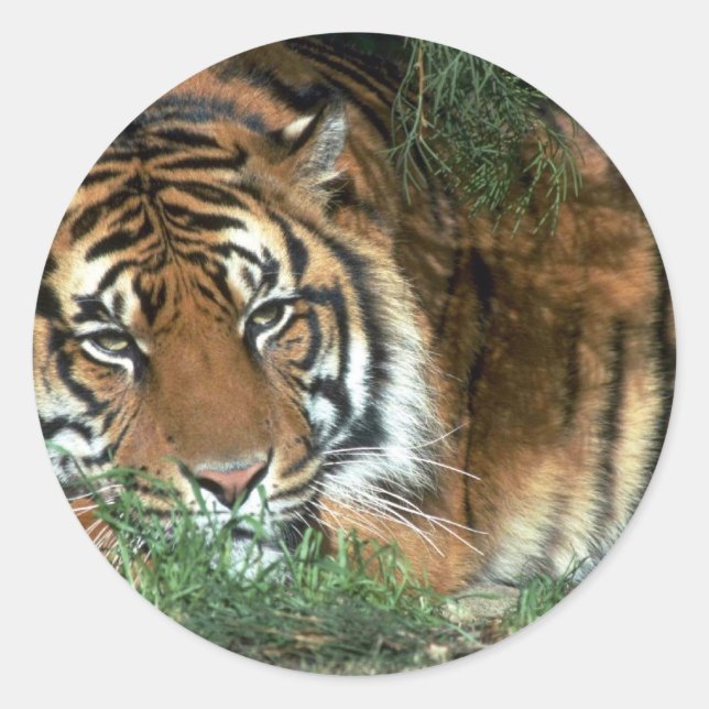 Tigerrutschkopf auf Nebel Runder Aufkleber (Vorderseite)