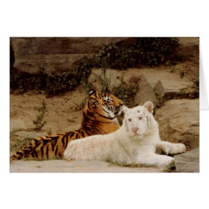 Tigers