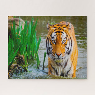 Tigers Big Cats. Puzzle