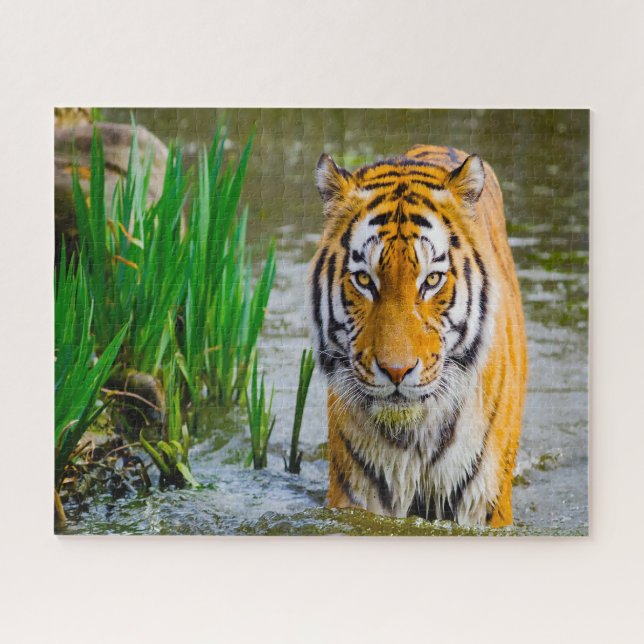 Tigers Big Cats. Puzzle (Horizontal)