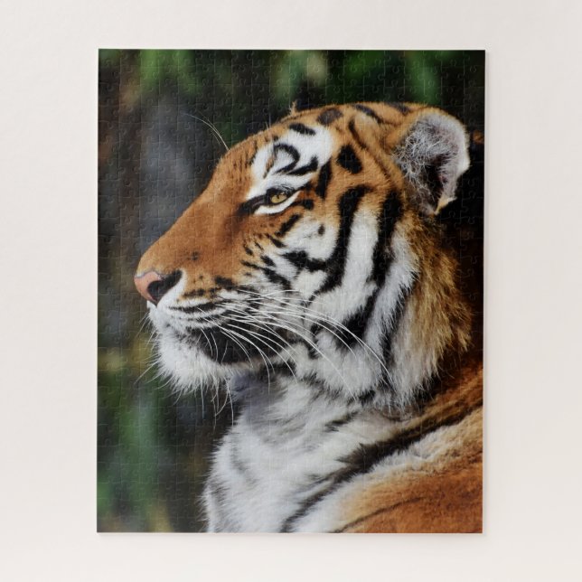 Tigers Big Cats. Puzzle (Vertikal)