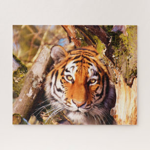 Tigers Big Cats. Puzzle