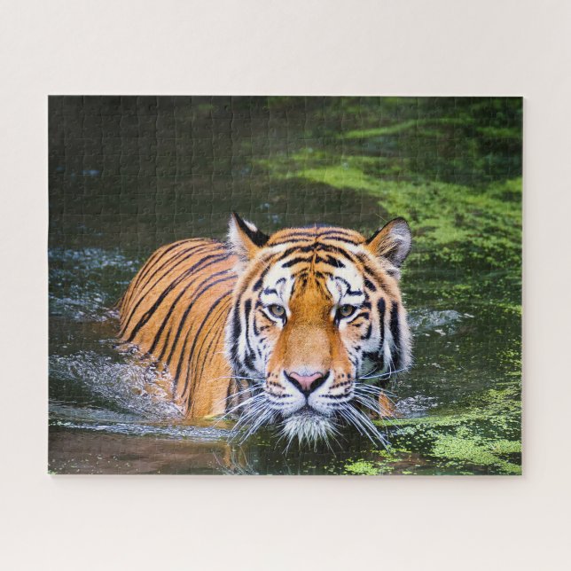 Tigers Big Cats. Puzzle (Horizontal)
