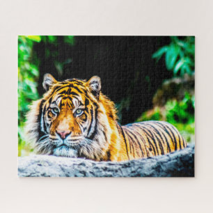 Tigers Big Cats. Puzzle