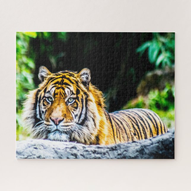 Tigers Big Cats. Puzzle (Horizontal)