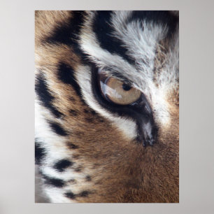 Tigers Eye Foto Poster