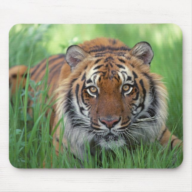Tigers Eyes Mousepad (Vorne)