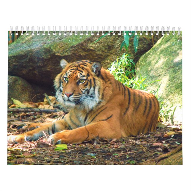 Tigers Fotografien 12 Monate Kalender (Titelbild)