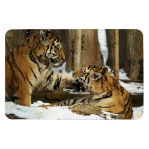 Tigers Magnet