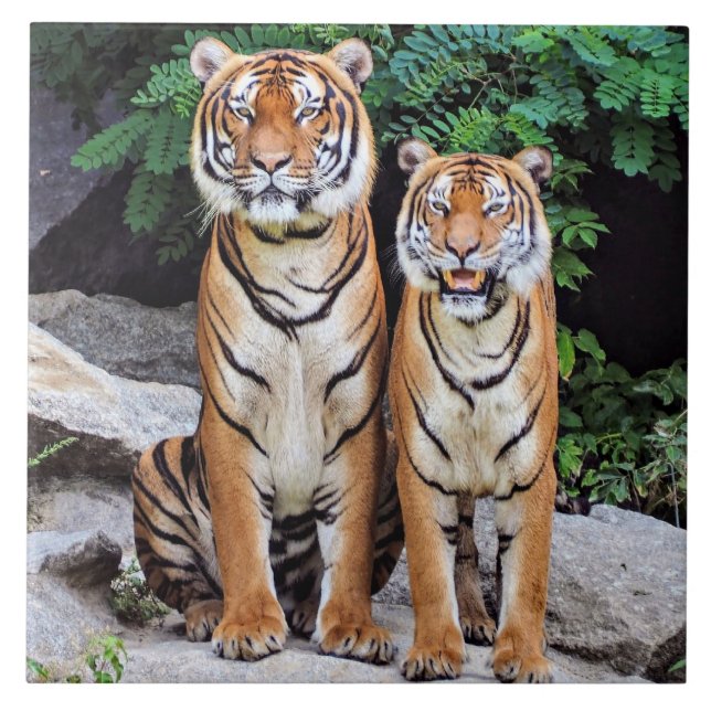 Tigers, male and female, fliese (Vorderseite)