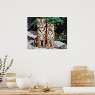 Tigers, männlich und weiblich, poster