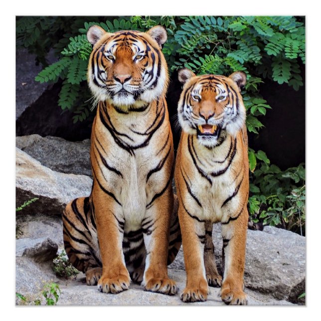 Tigers, männlich und weiblich, poster (Vorderseite)