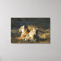 Tigers (Panthera tigris) cub auf seinem