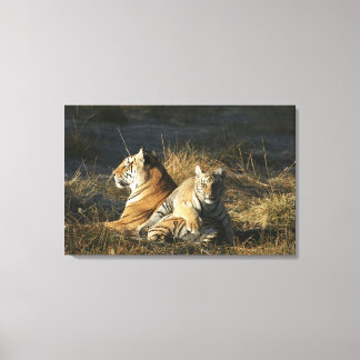 Tigers (Panthera tigris) cub auf seinem Leinwanddruck