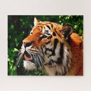 Tigers sind Großkatzen. Puzzle