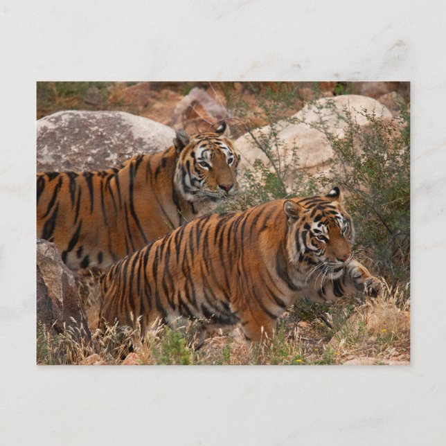 Tigers Two Walking Postkarte (Vorderseite)