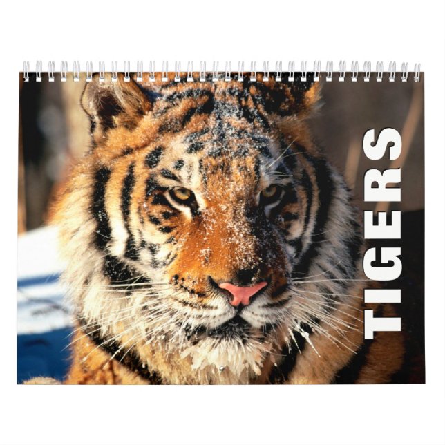 Tigers Wall Calendar Kalender (Titelbild)