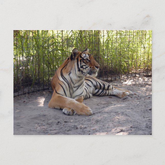 Tigersermonti-001 Postkarte (Vorderseite)