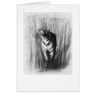 Tigerskizze