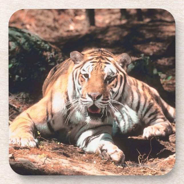 Tigerstillstehen Untersetzer (Vorderseite)