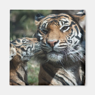 Tigerwürfel Magnet