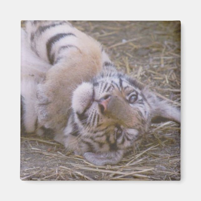 Tigerwürfel Magnet (Vorne)