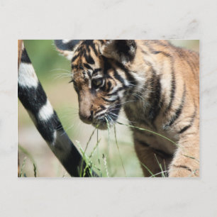 Tigerwürfel Postkarte