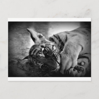 Tigerwürfel Postkarte