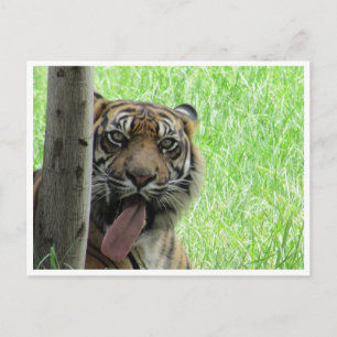 Tigerzunge Postkarte