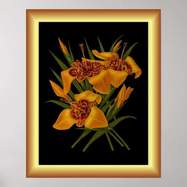 Tigridia Conchiplora Var Canariensis ~ Botanisch Poster (Vorne)