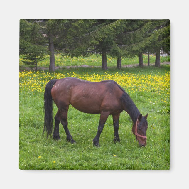 Tihuta Pass, Pferd in der Natur Magnet (Vorne)