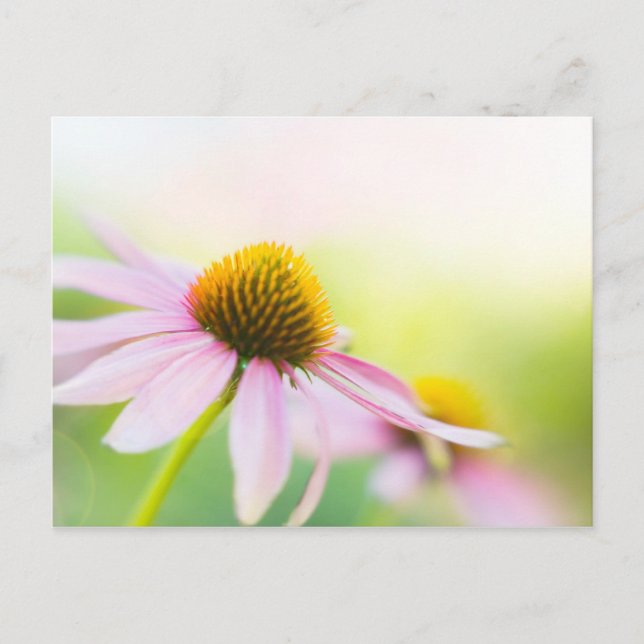 Til Sunbeams Find You Postkarte (Vorderseite)