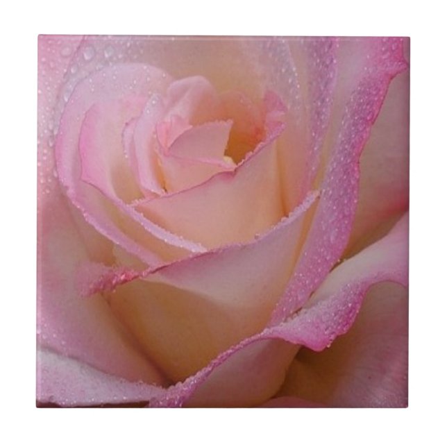 Tile Beautiful Pink Rose Fliese (Vorderseite)