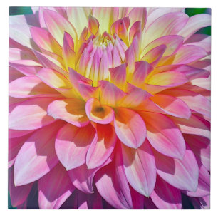 TILE, BLUME, NAH-UP VON PINK UND GELB DAHLIA FLIESE