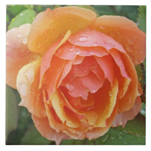 TILE, "FRISCHE ORANGE FARBgefärbte ROSE MIT RAINDR Fliese