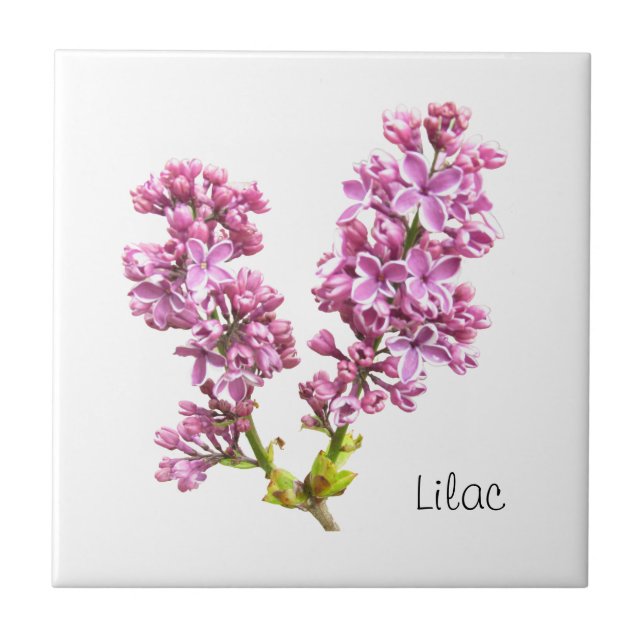Tile - Lilac-Blüten Fliese (Vorderseite)