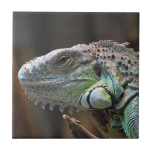 Tile mit Kopf der farbigen Iguana-Eidechse Fliese