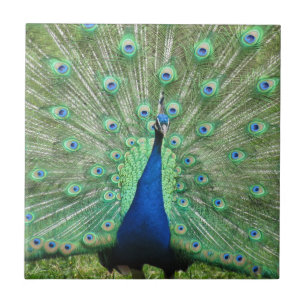 Tile - Proud Peacock Fliese