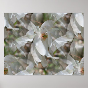 Tiled White Magnolia Floral Print Poster